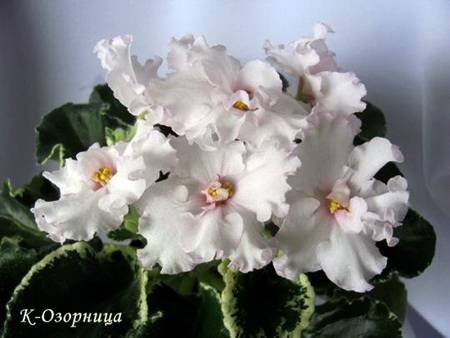 Озорница4