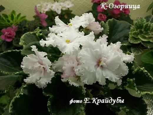Озорница5