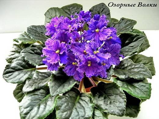 ОзорныеВолки6