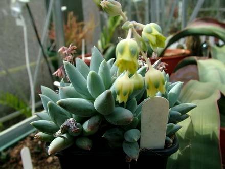 Pachyphytum1