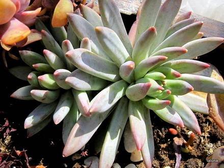 Pachyphytum2