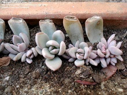 Pachyphytum3