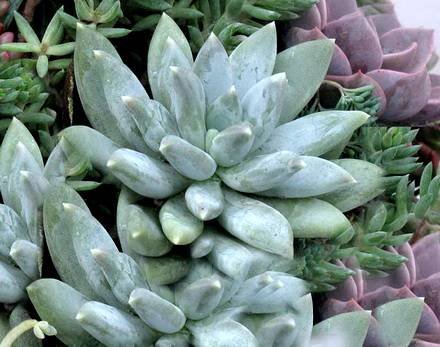 Pachyphytum4