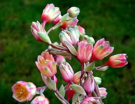 Pachyphytum6
