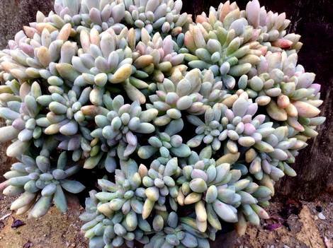 Pachyphytum7