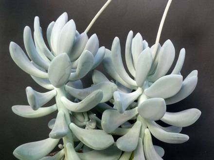 PachyphytumBracteosum2