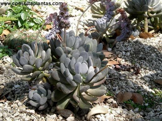 PachyphytumBracteosum3