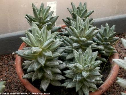 PachyphytumCompactum