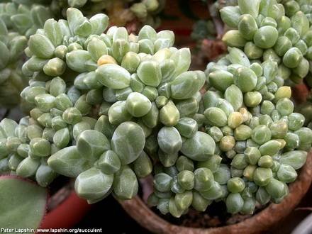 PachyphytumCompactumCristata