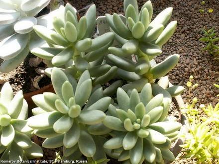 PachyphytumCompactumWeinbergii