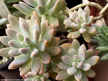 PachyphytumLongifolium