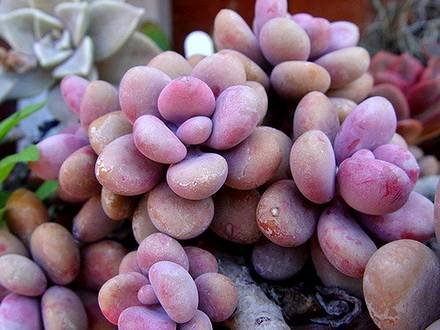 PachyphytumOviferum1