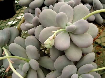 PachyphytumOviferum2