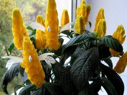 Pachystachys2