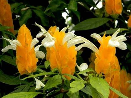 Pachystachys3