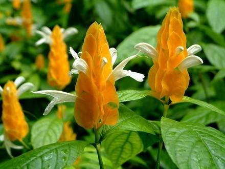 PachystachysLutea