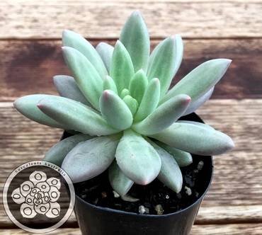 PachyveriaAngel'sFinger