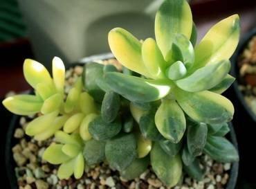 PachyveriaBlueMistVariegated