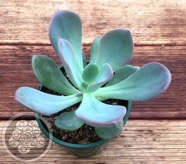 PachyveriaBlueTongue