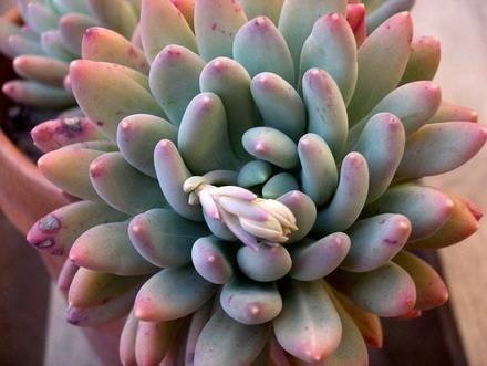 PachyveriaClavifolia