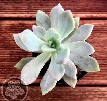 PachyveriaLightAndLovely