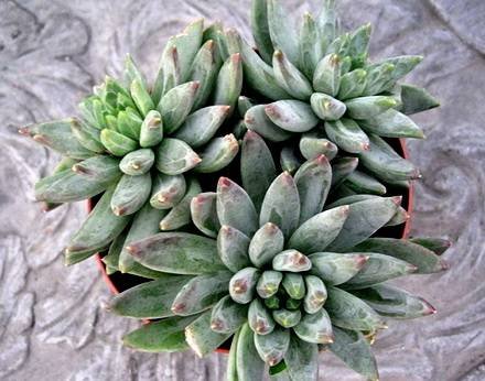 PachyveriaLittleJewel