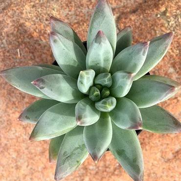 PachyveriaLittleJewel2