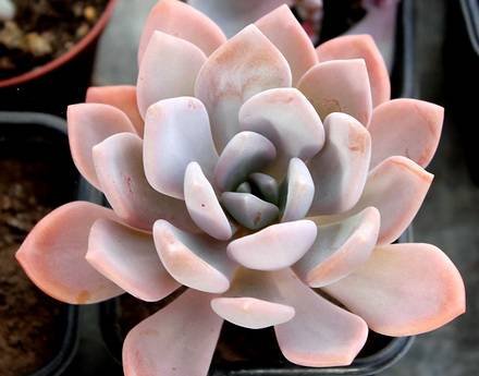 PachyveriaPachyphytoides