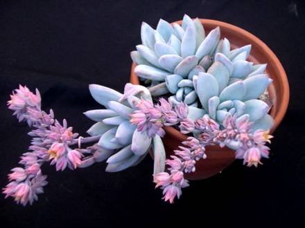 PachyveriaPowderPuff