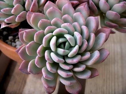 PachyveriaScheideckeri