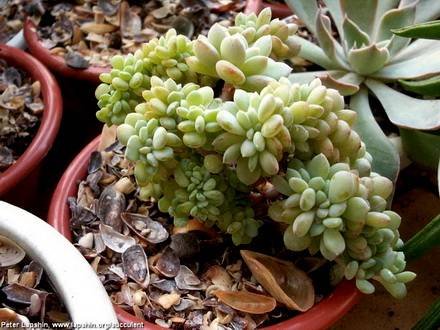 PachyveriaScheideckeriCristata