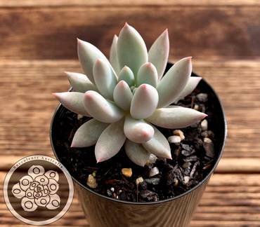 PachyveriaSnowFinger