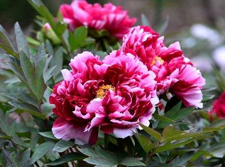 Paeonia1