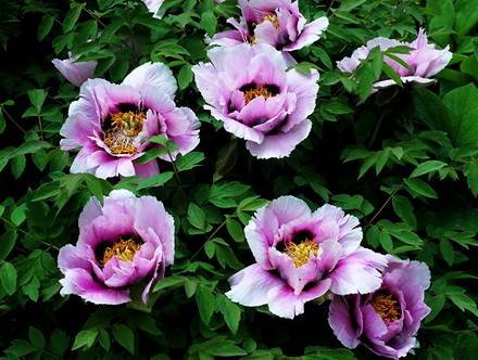Paeonia10