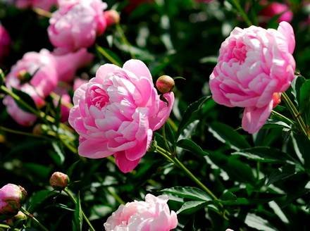 Paeonia11