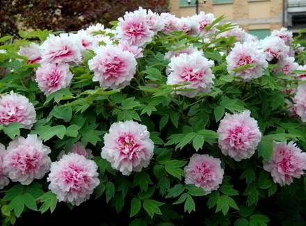 Paeonia12