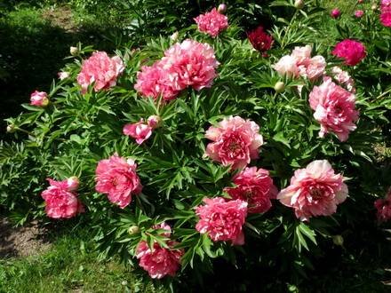 Paeonia13