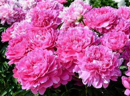 Paeonia14