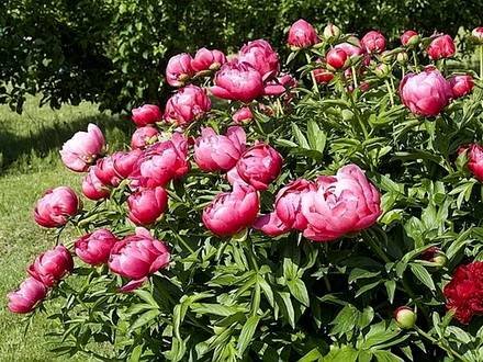 Paeonia15