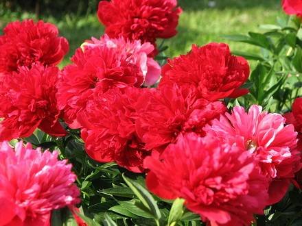 Paeonia16