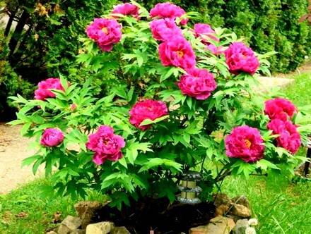 Paeonia17
