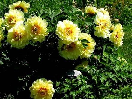 Paeonia18