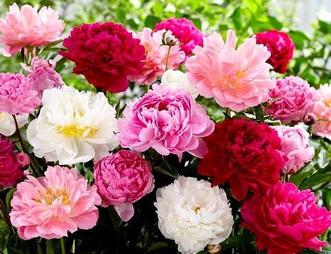 Paeonia19
