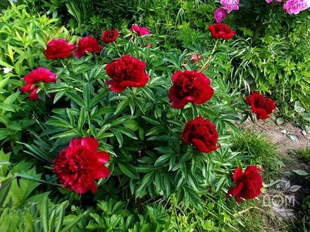 Paeonia2