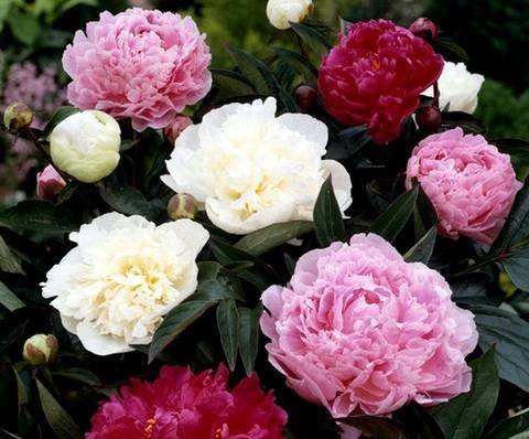 Paeonia20