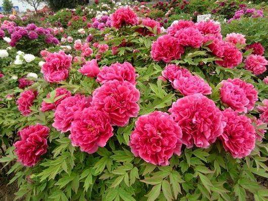 Paeonia21