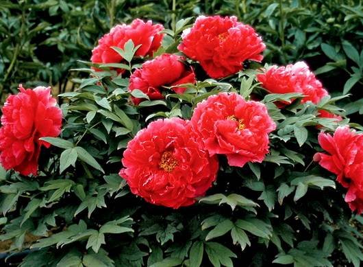 Paeonia22