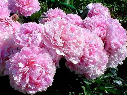 Paeonia3