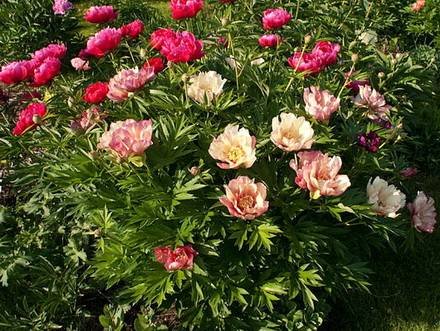 Paeonia33