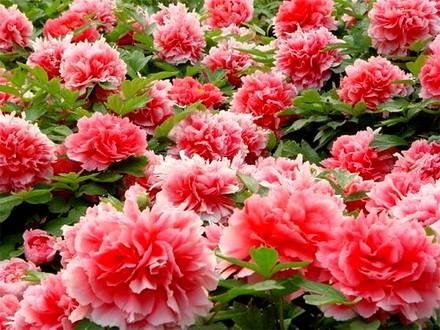 Paeonia4